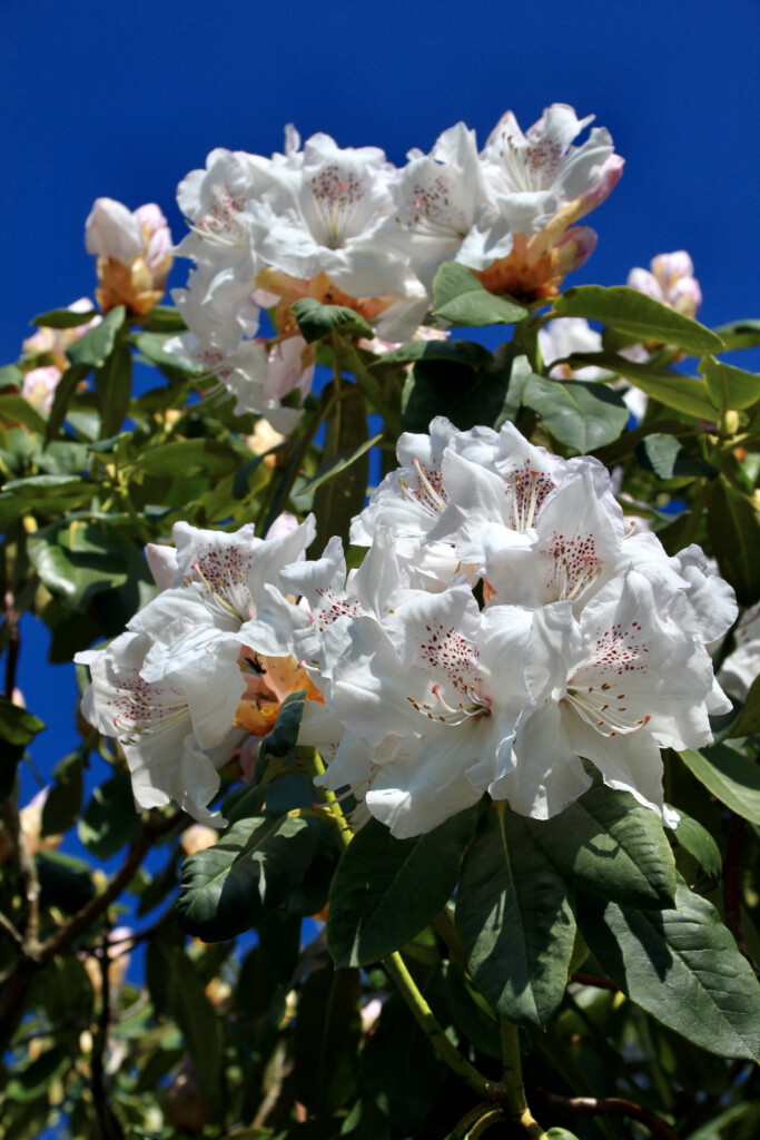 white rhodies