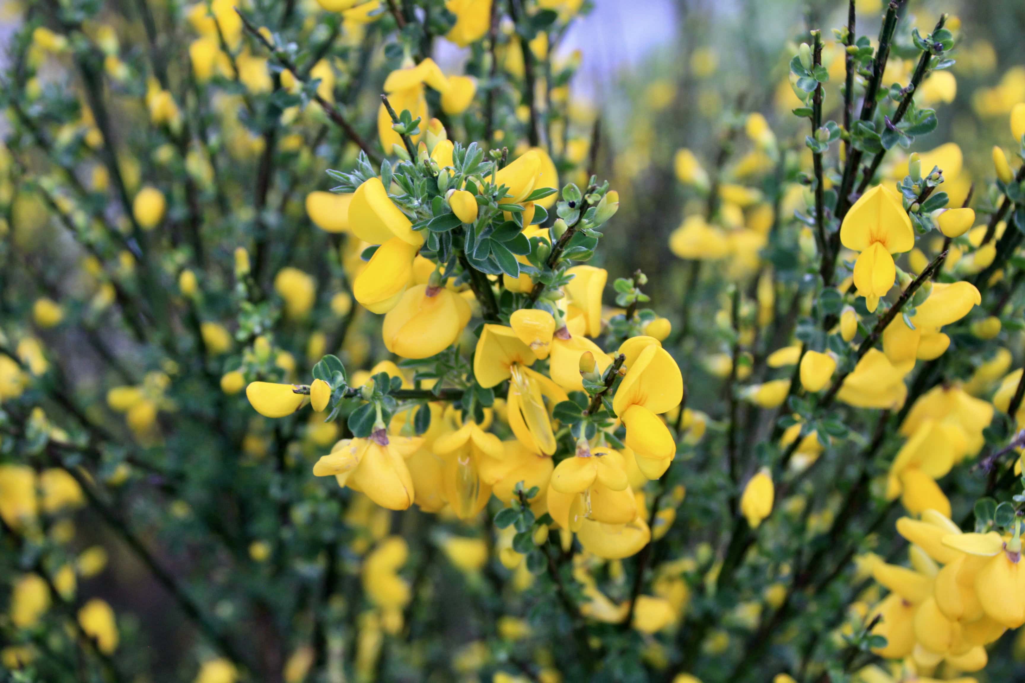 Scotch Broom — FOTD Jun 20
