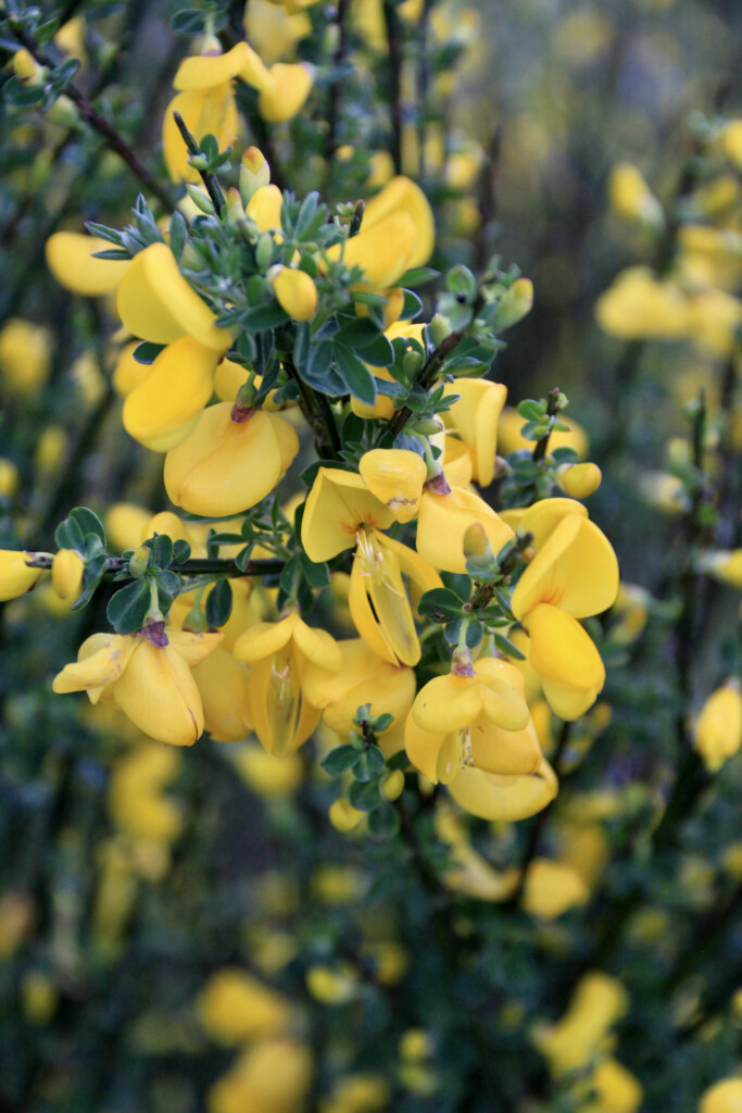 Scotch Broom