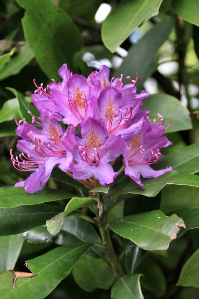 Pink rhodies