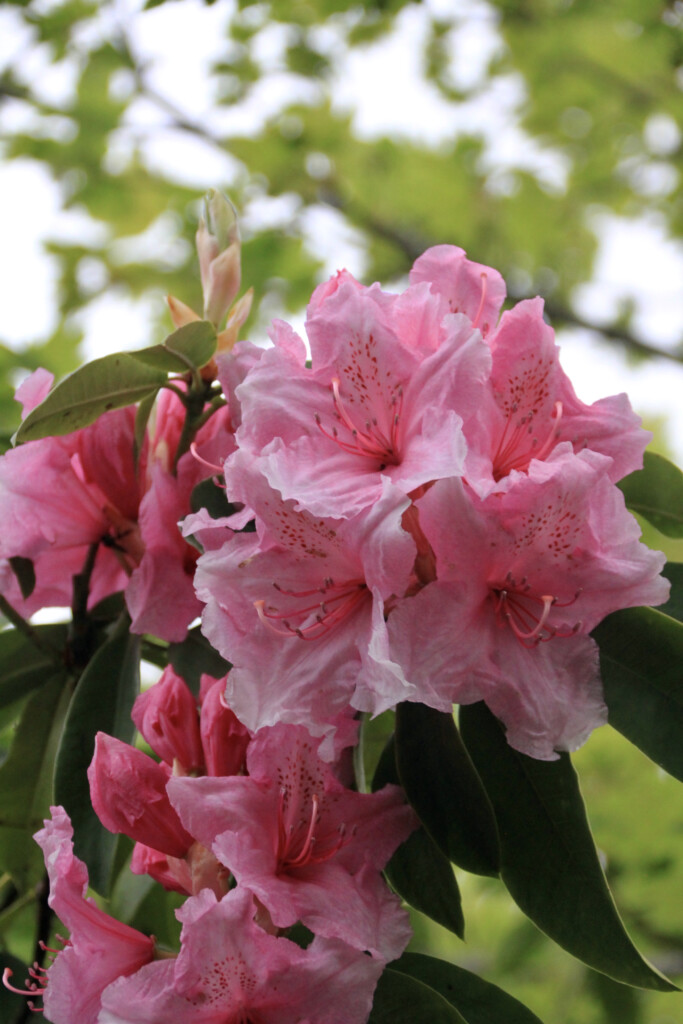 pink rhodies