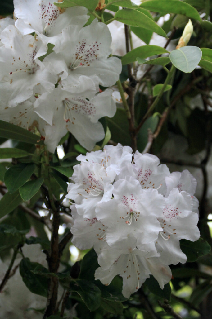 white rhodies