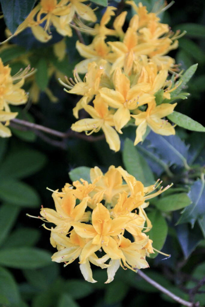 yellow rhodies