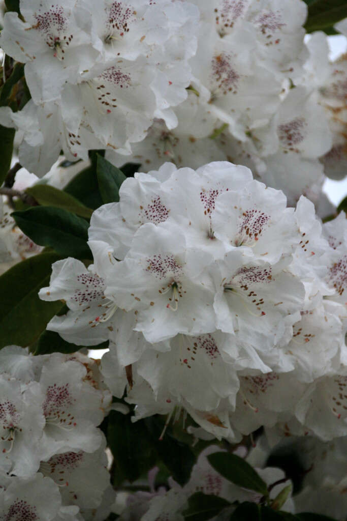 white rhodies