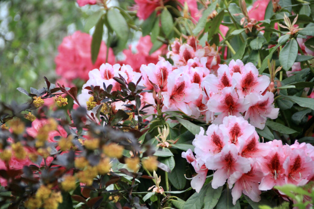 pink rhodies