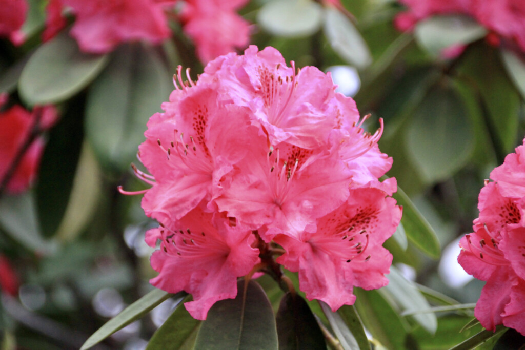 pink rhodie