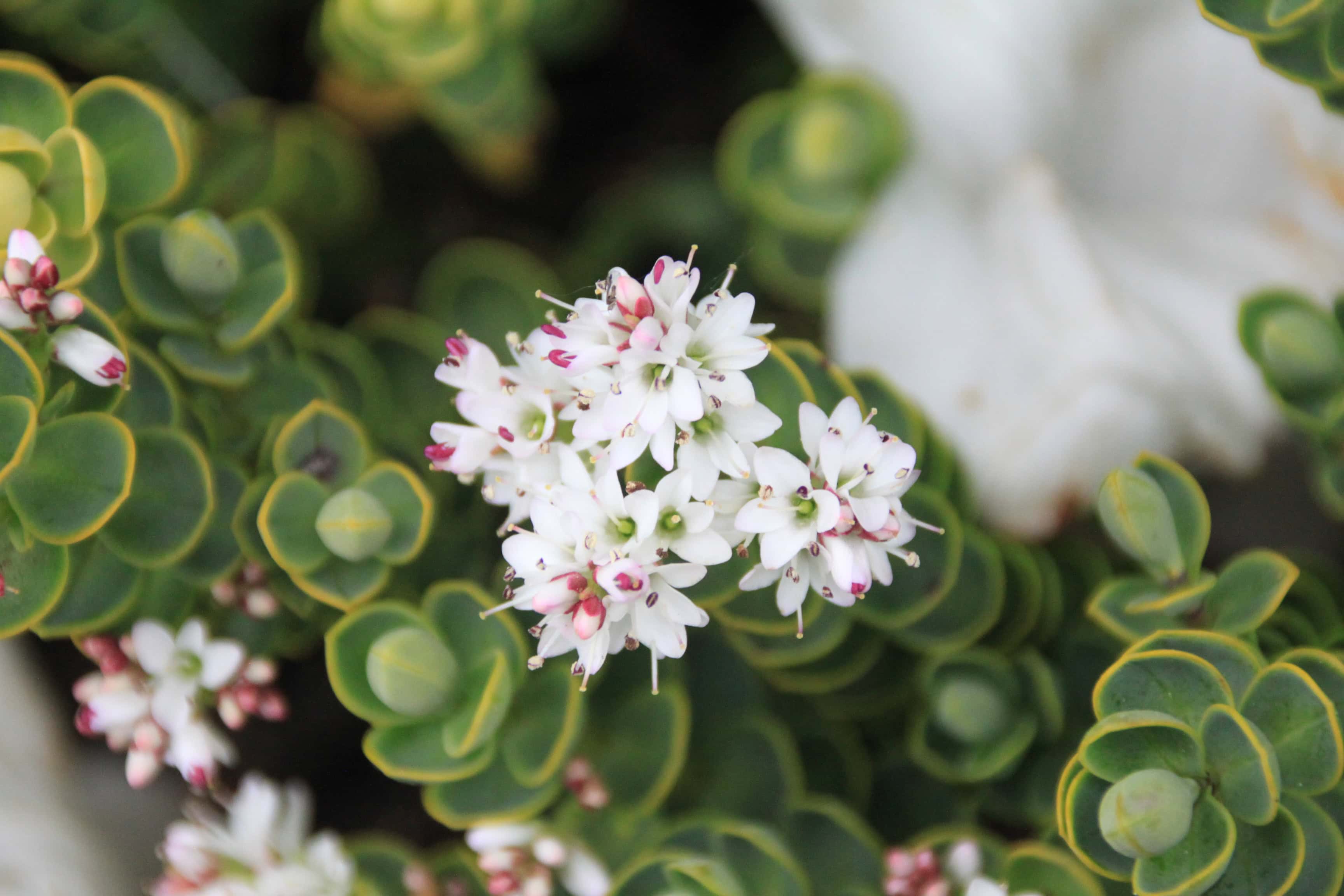 Pygmy Succulents — FOTD Jun 21