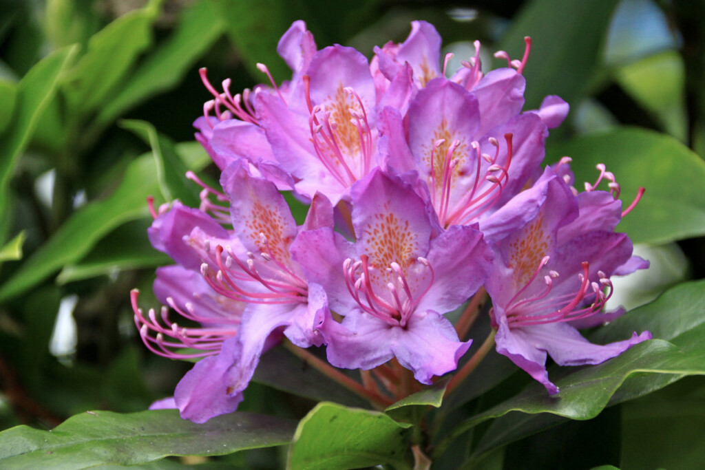 Pink rhodie