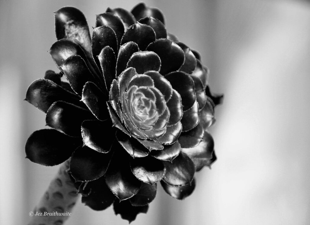 flower head