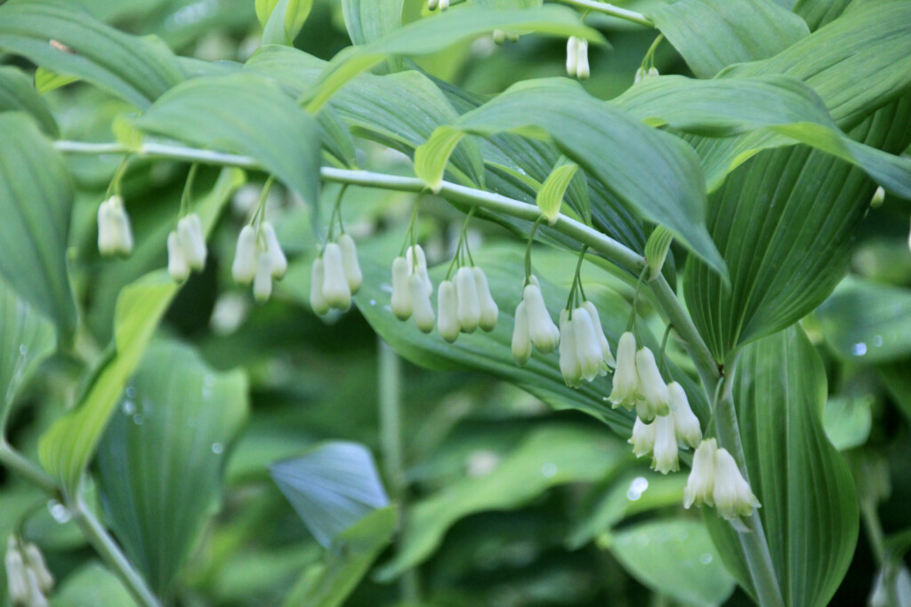 Solomon's Seal