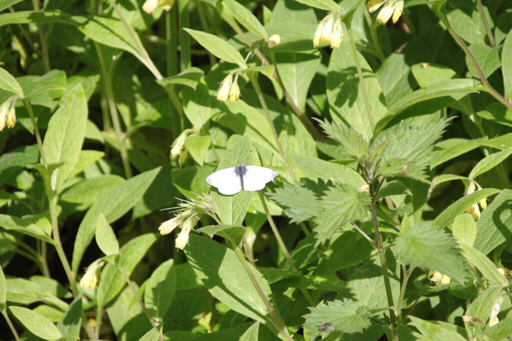 Moth & nettles