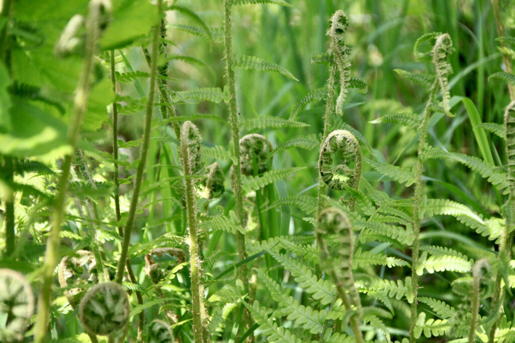 Ferns