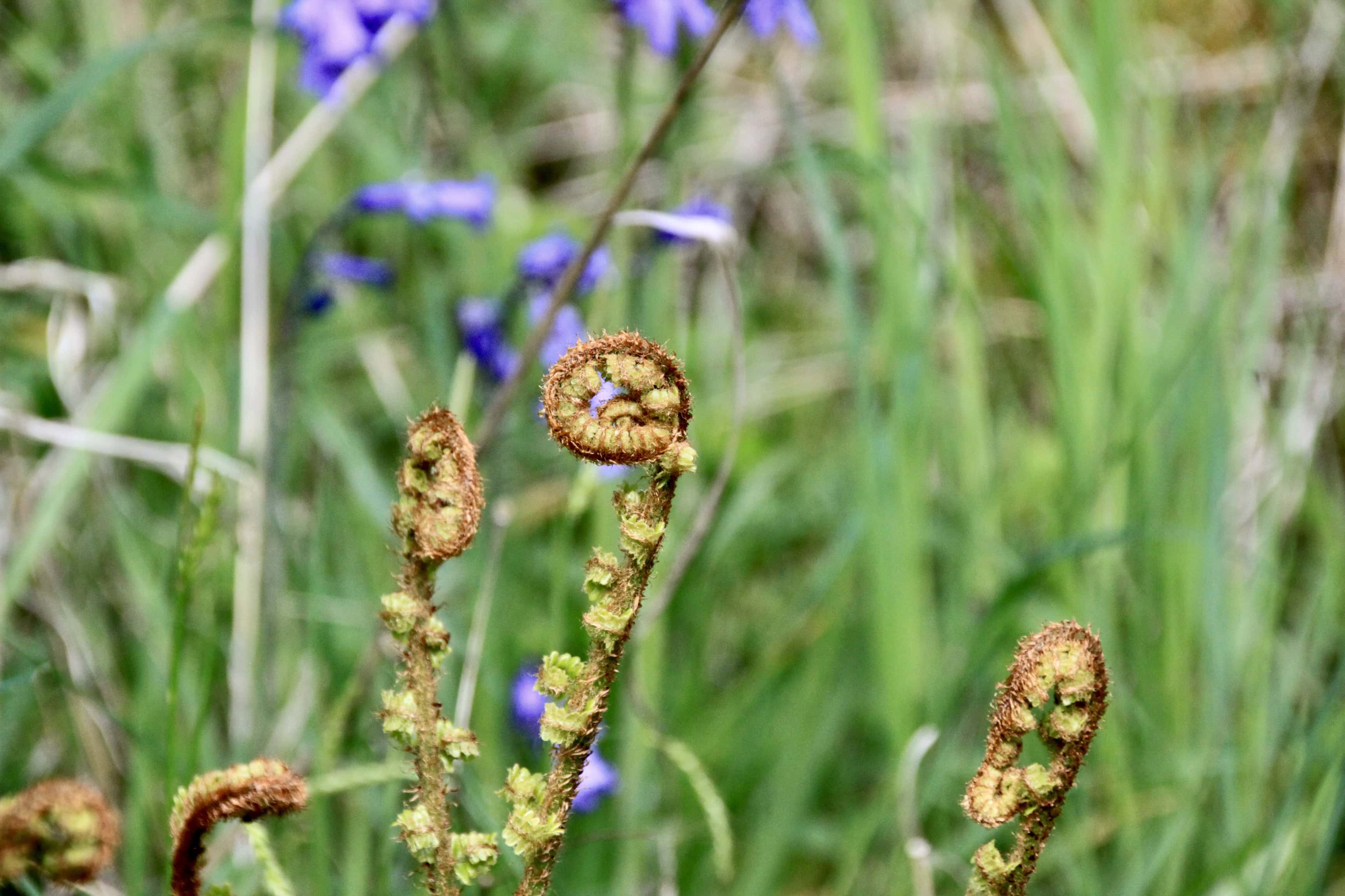 Final Ferns Unfurling, Summer’s Finally Here.