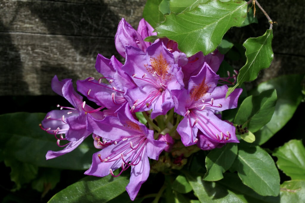 pink rhodies