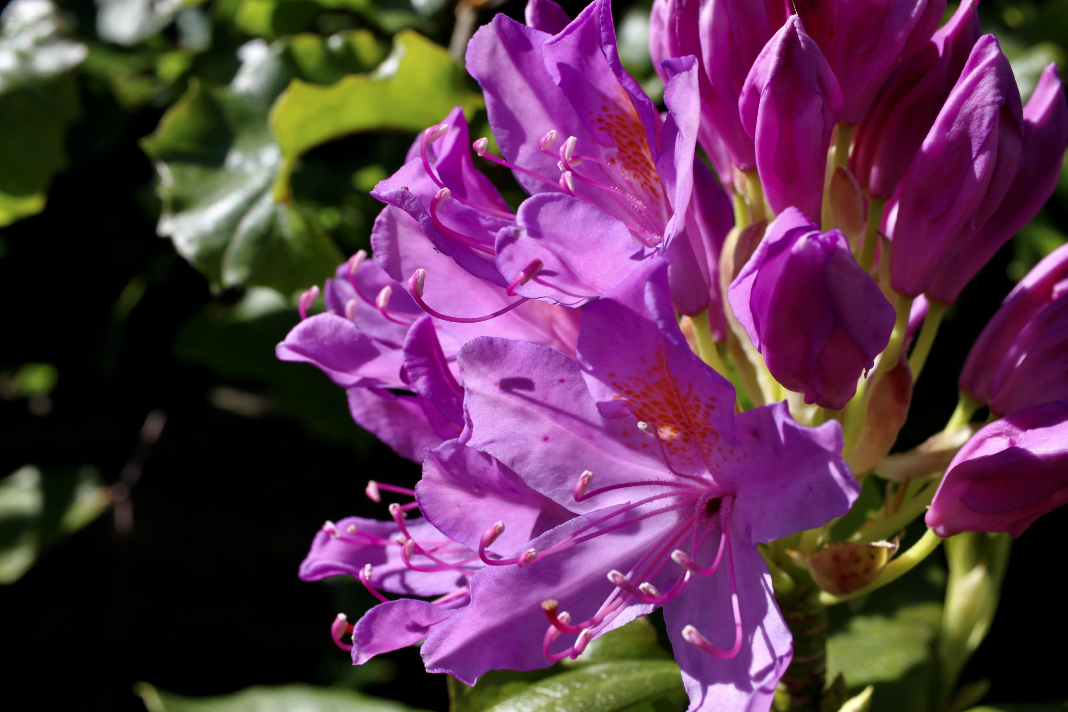 Rhodie Month — FOTD Jul 27