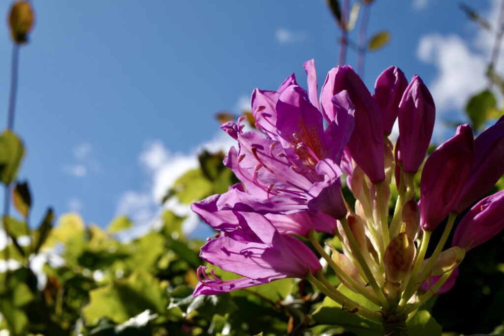 Rhododendron
