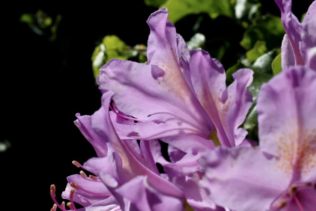 pink rhodie