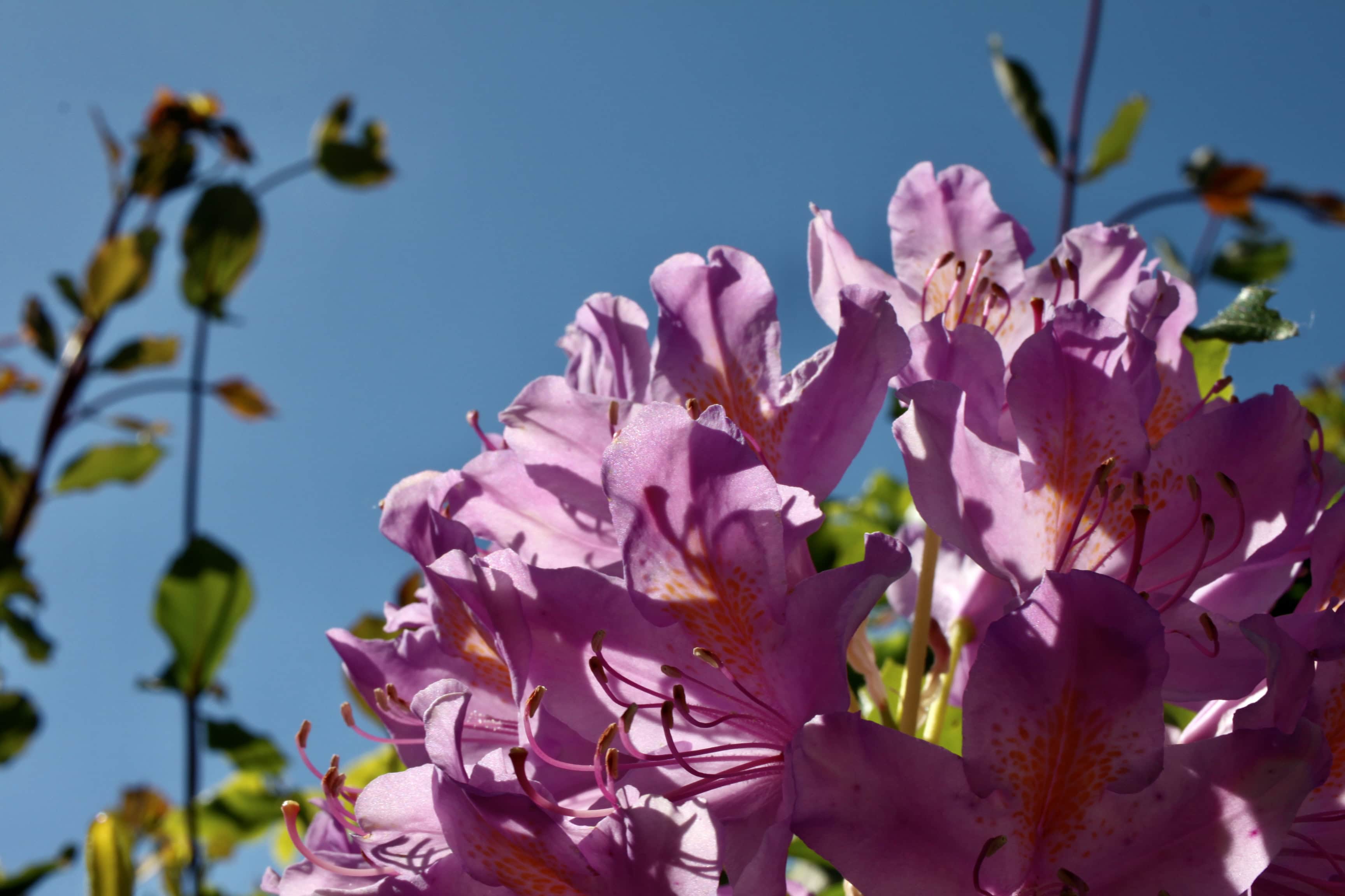 Rhodie Month — FOTD Jul 28