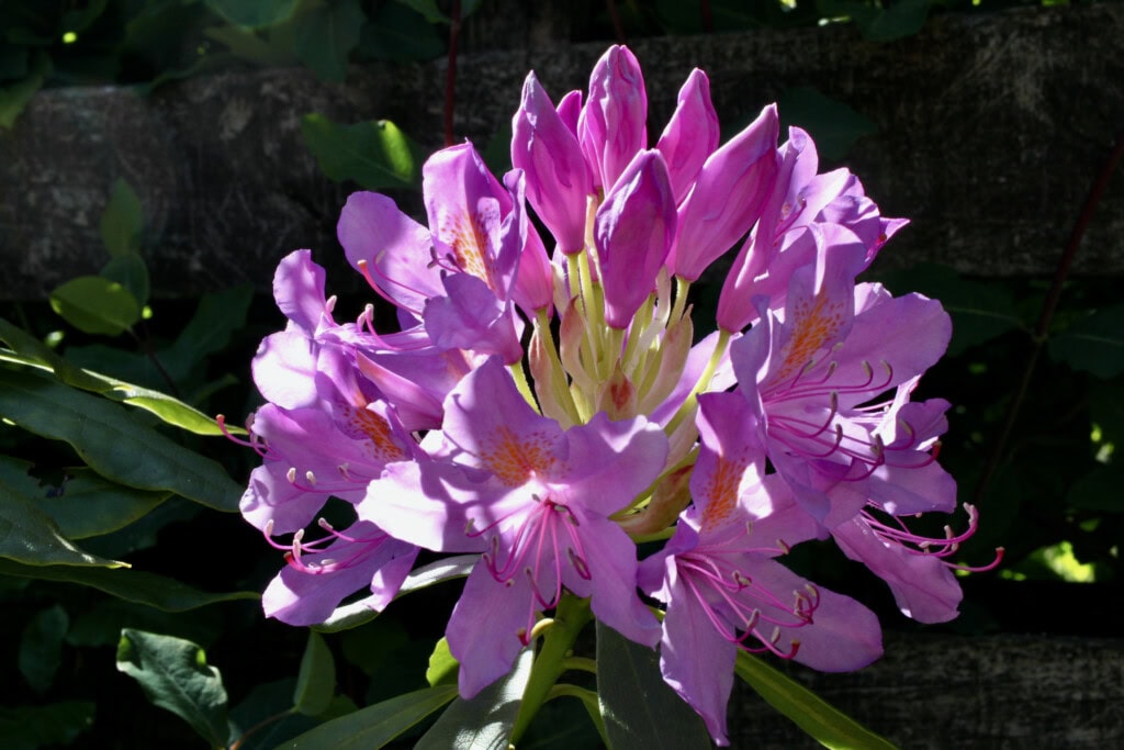 pink rhodie