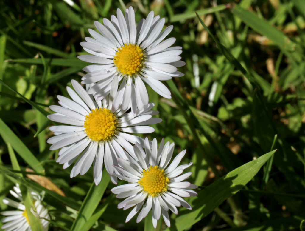 Three daisies
