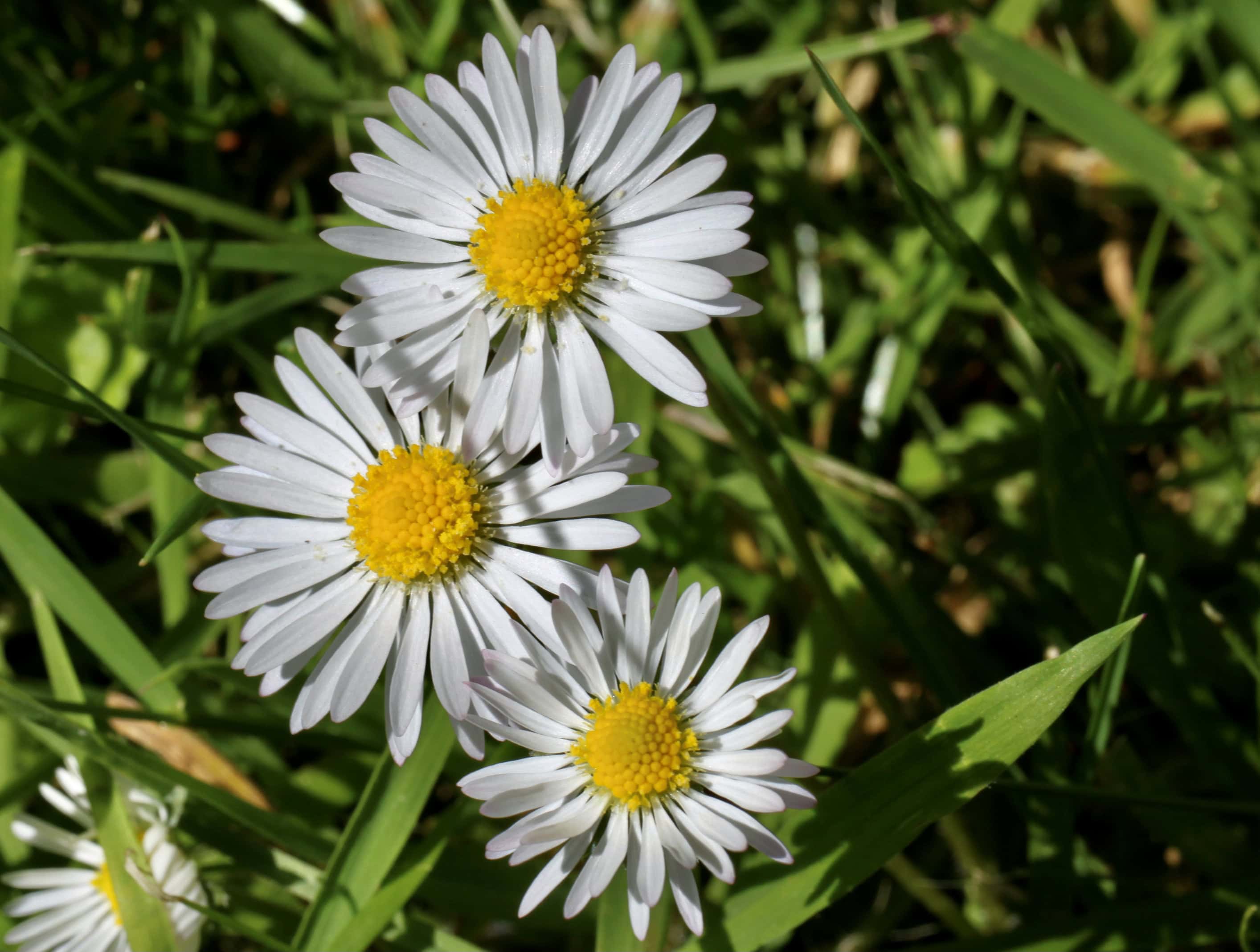 Daisies — Thursday Trios