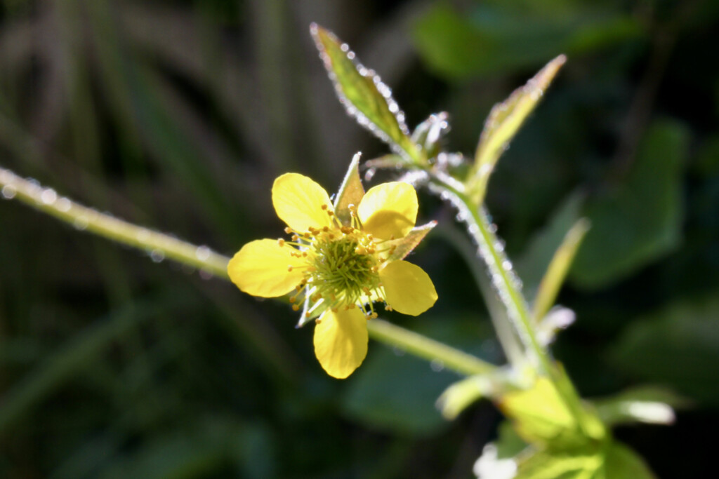 Wood avens