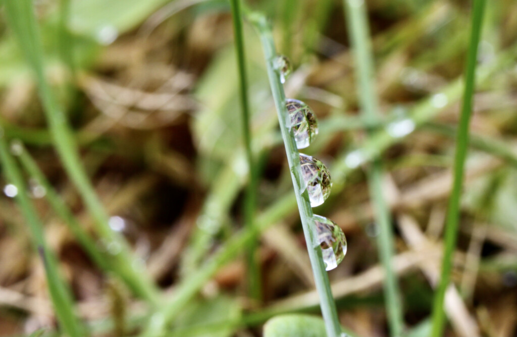 Raindrops on a blade of grass