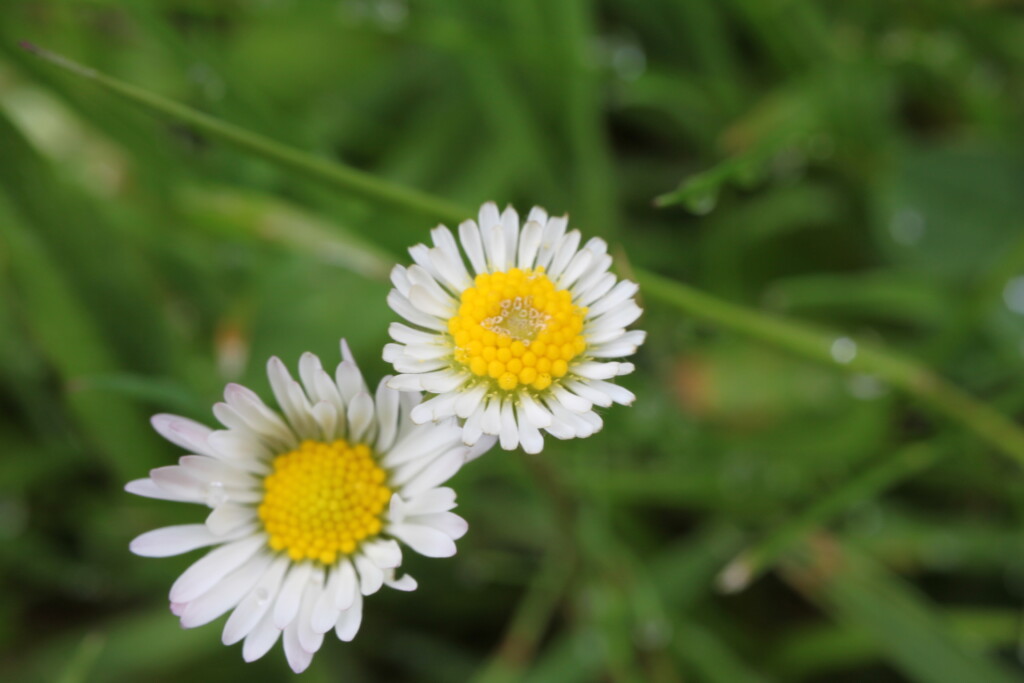 daisies