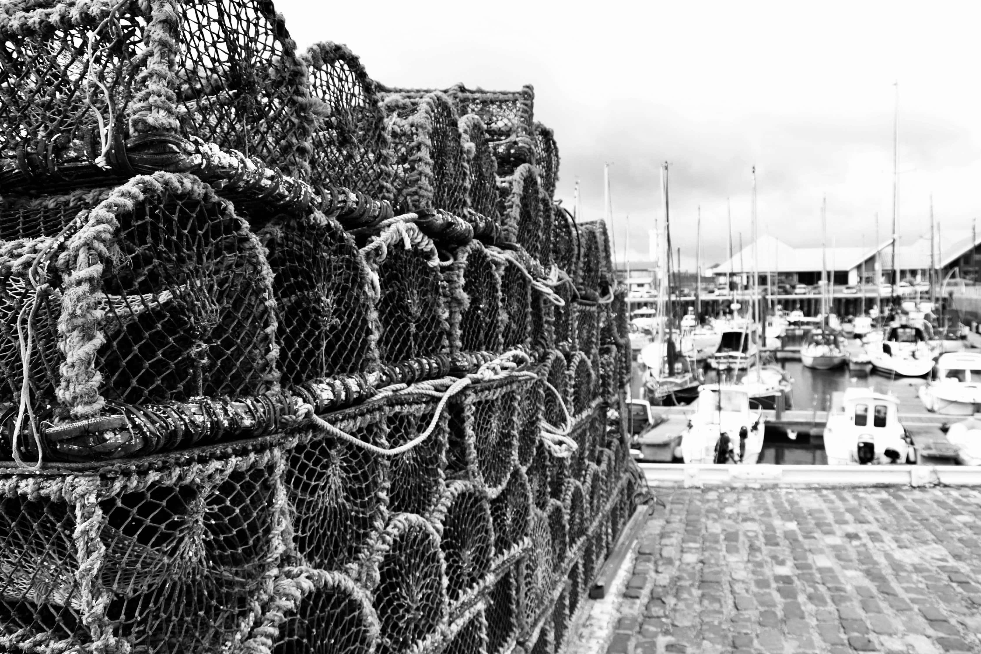 Lobster Anyone? — CBWC