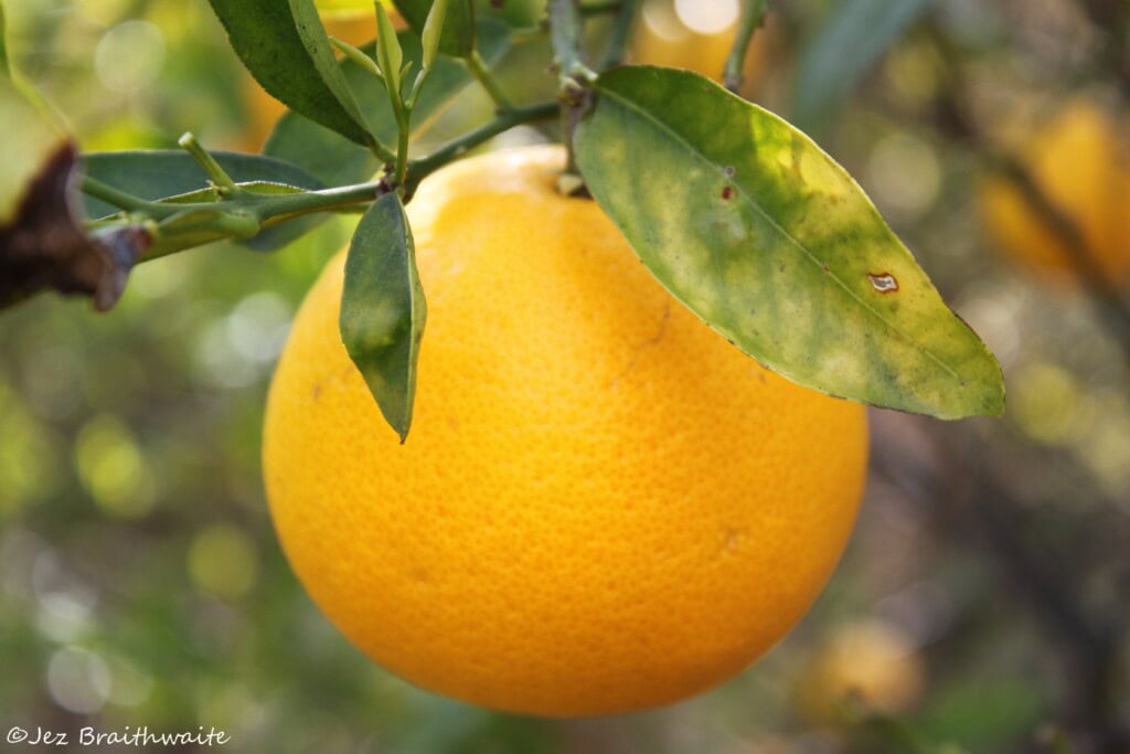 Orange