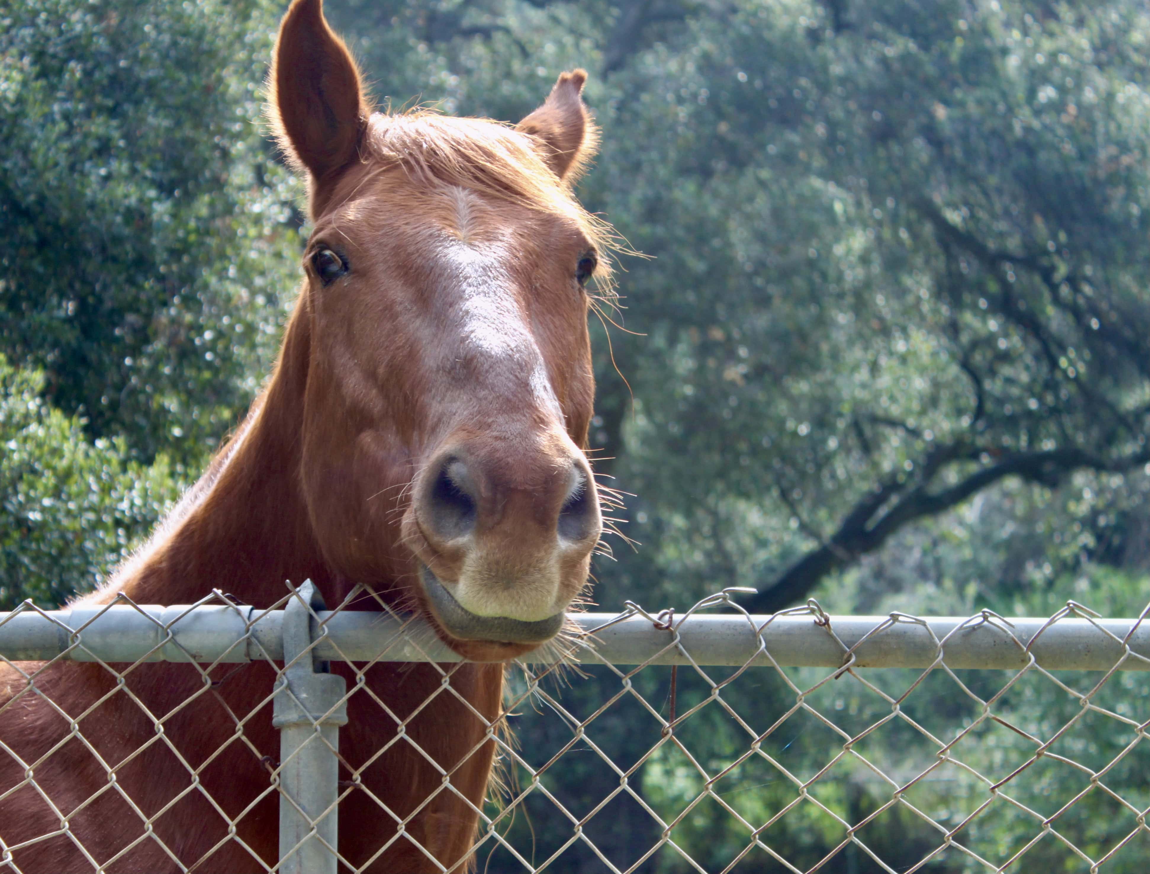 Horse — Monday Portrait Jul 25