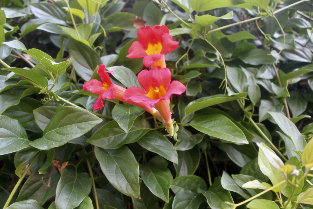 trumpet vine