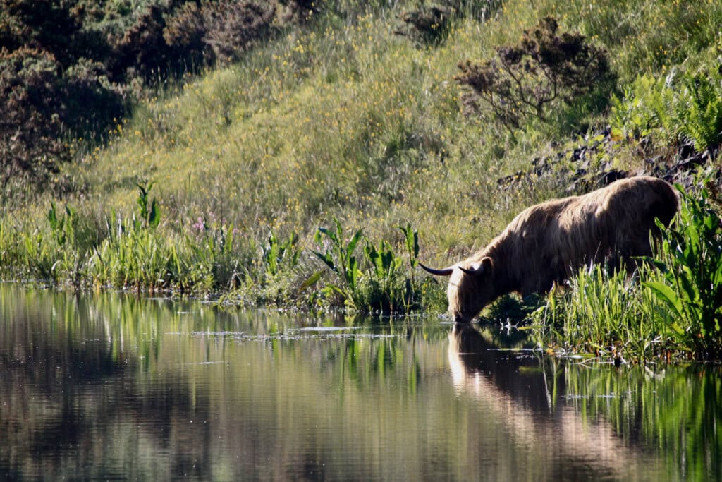 Hielan coo having a drink