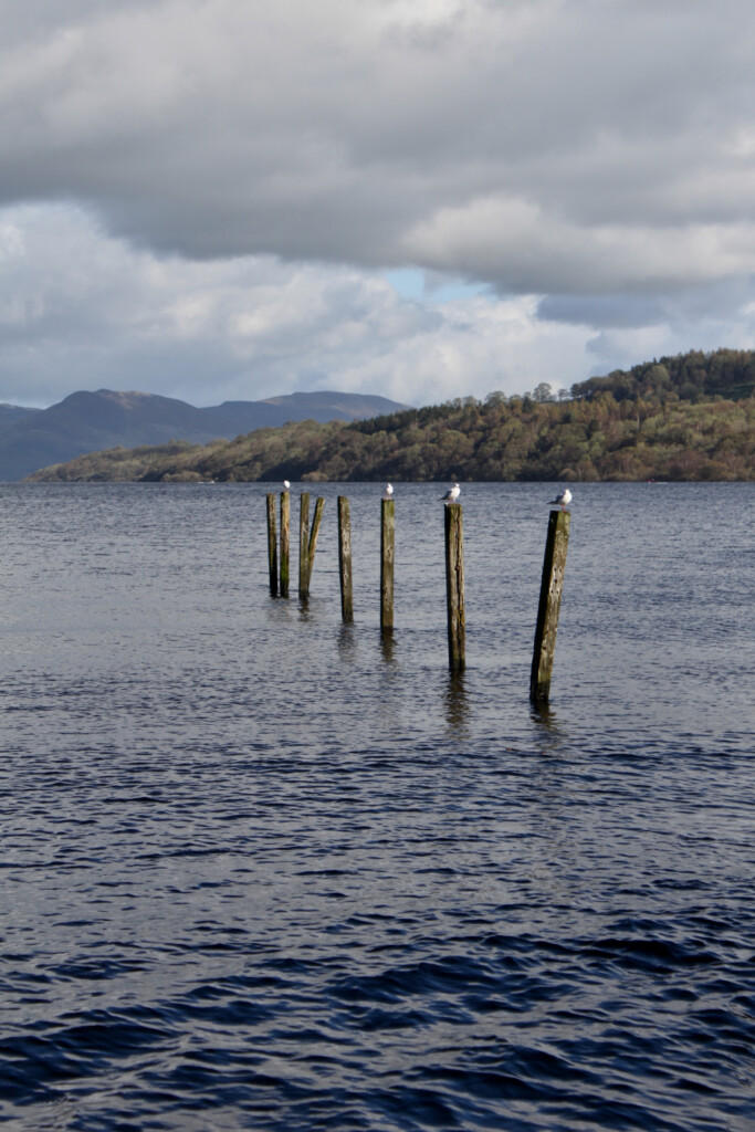 Scurries at Loch Lomond