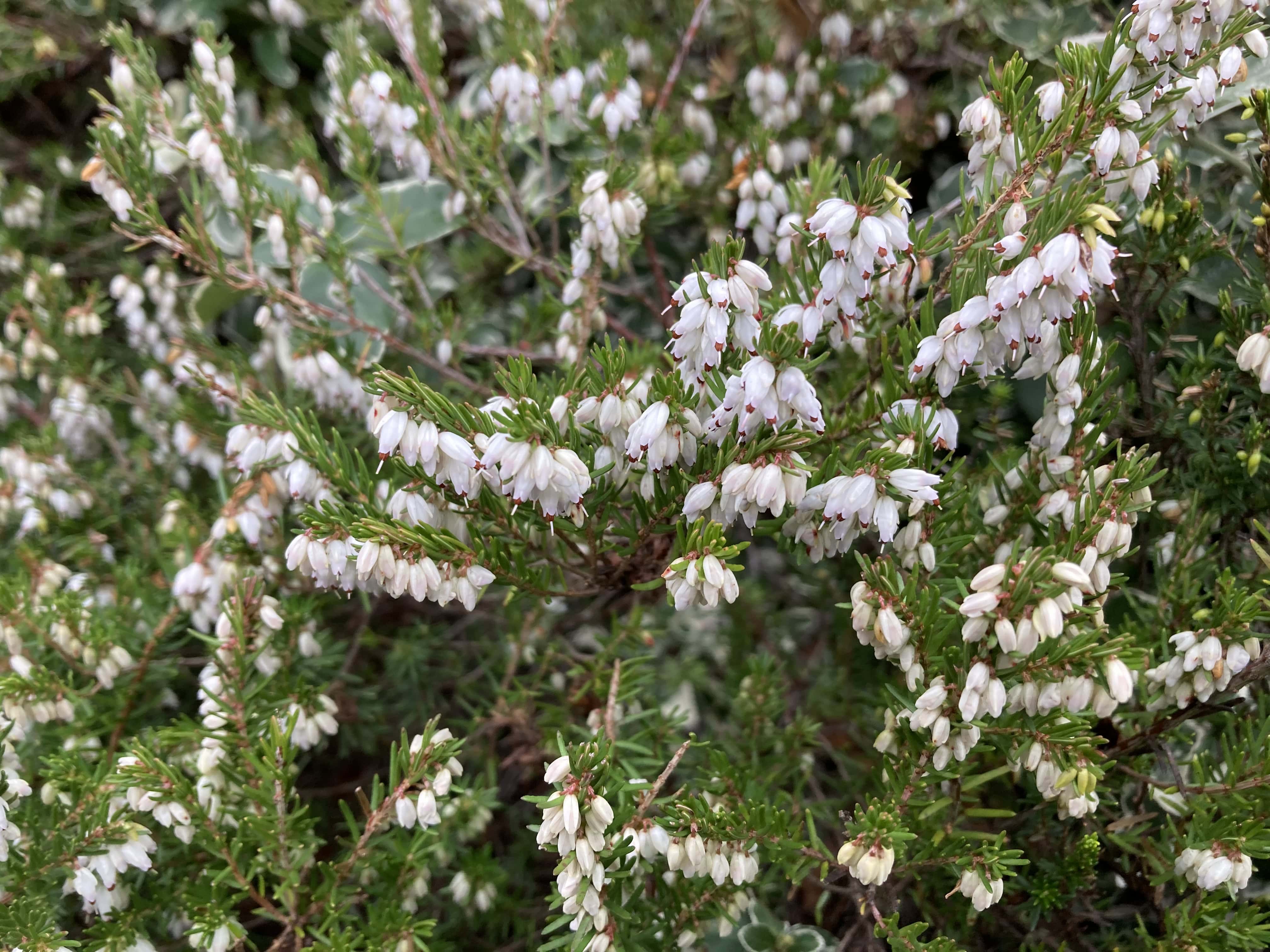White Heather — RDP