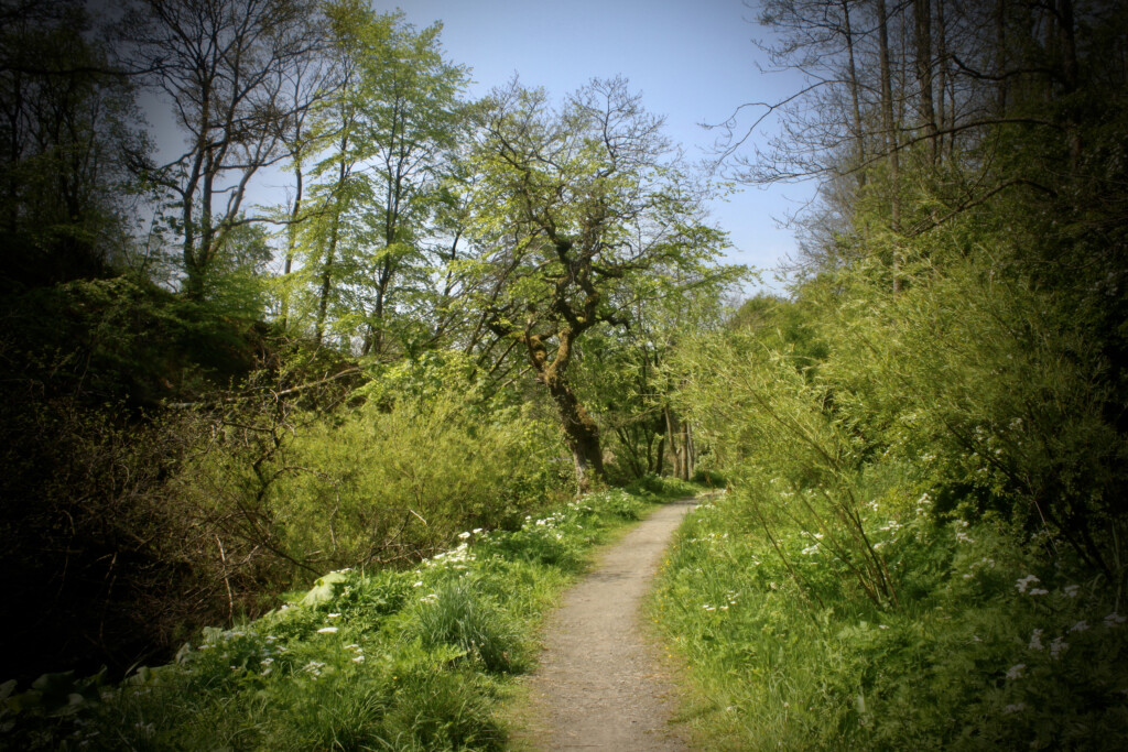 Woods on a summer's day