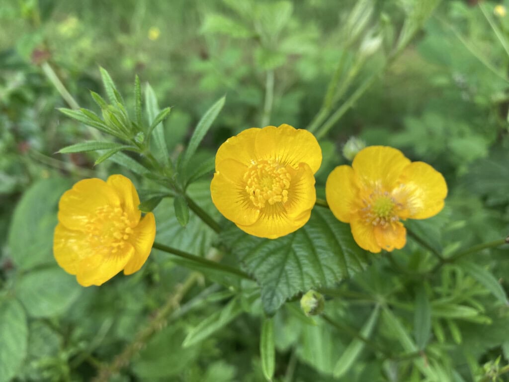 buttercups