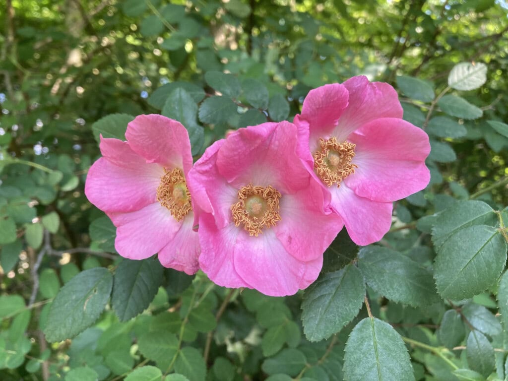 Pink roses
