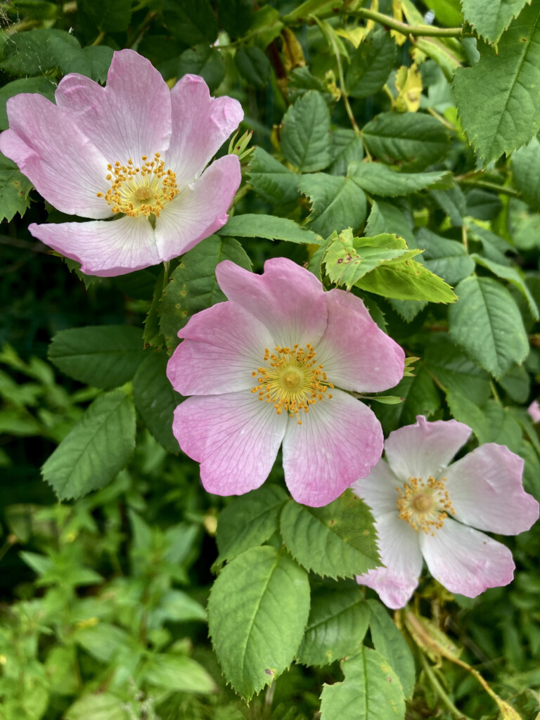 Wild roses