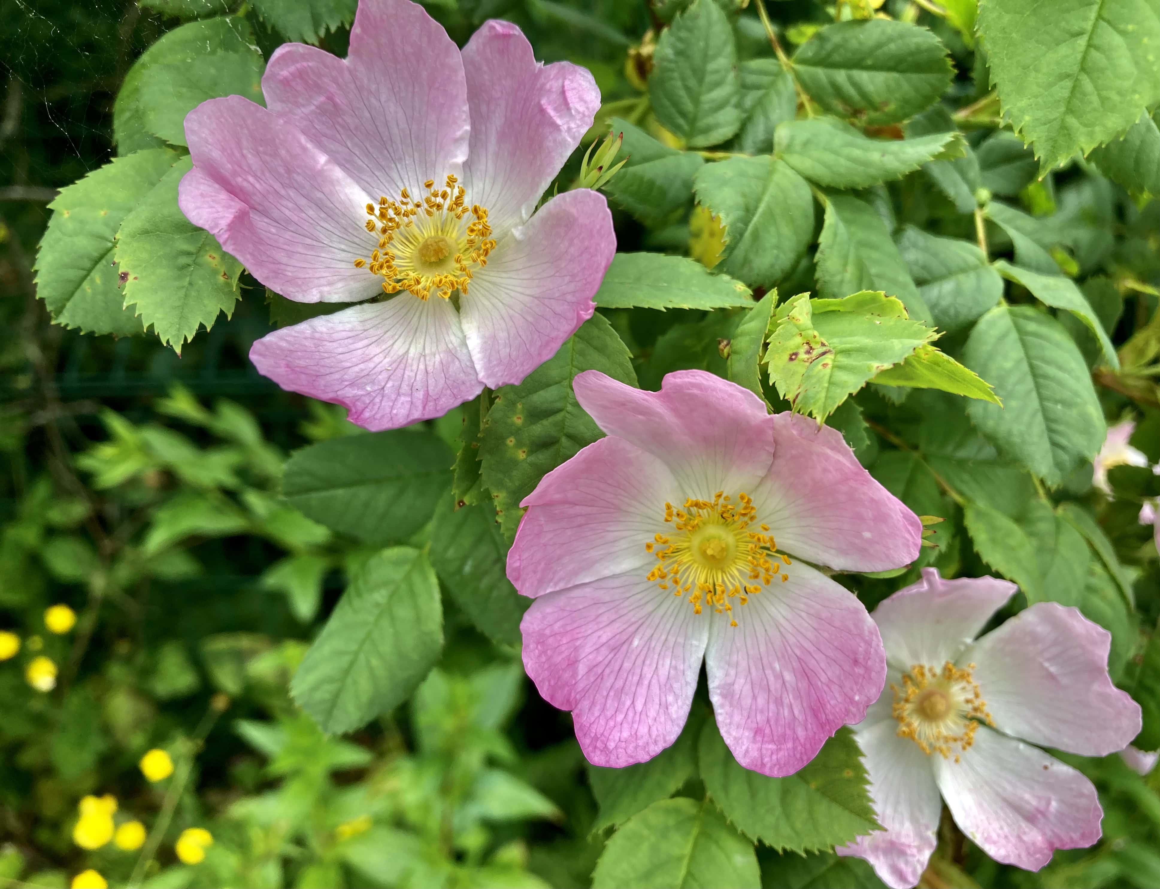Wild Roses — Thursday Trios