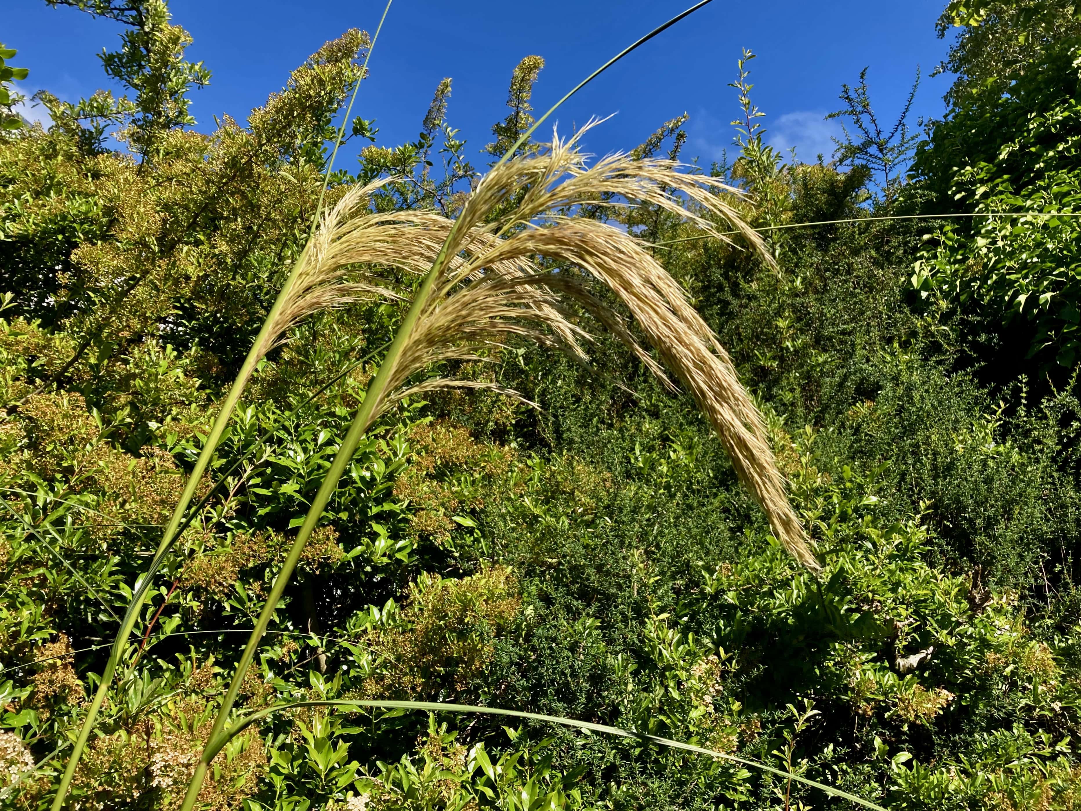 Tall Grass — Cellpic Sunday