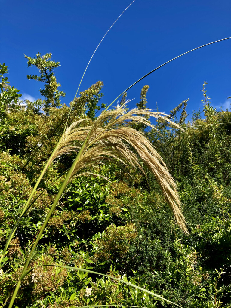 Tall grass