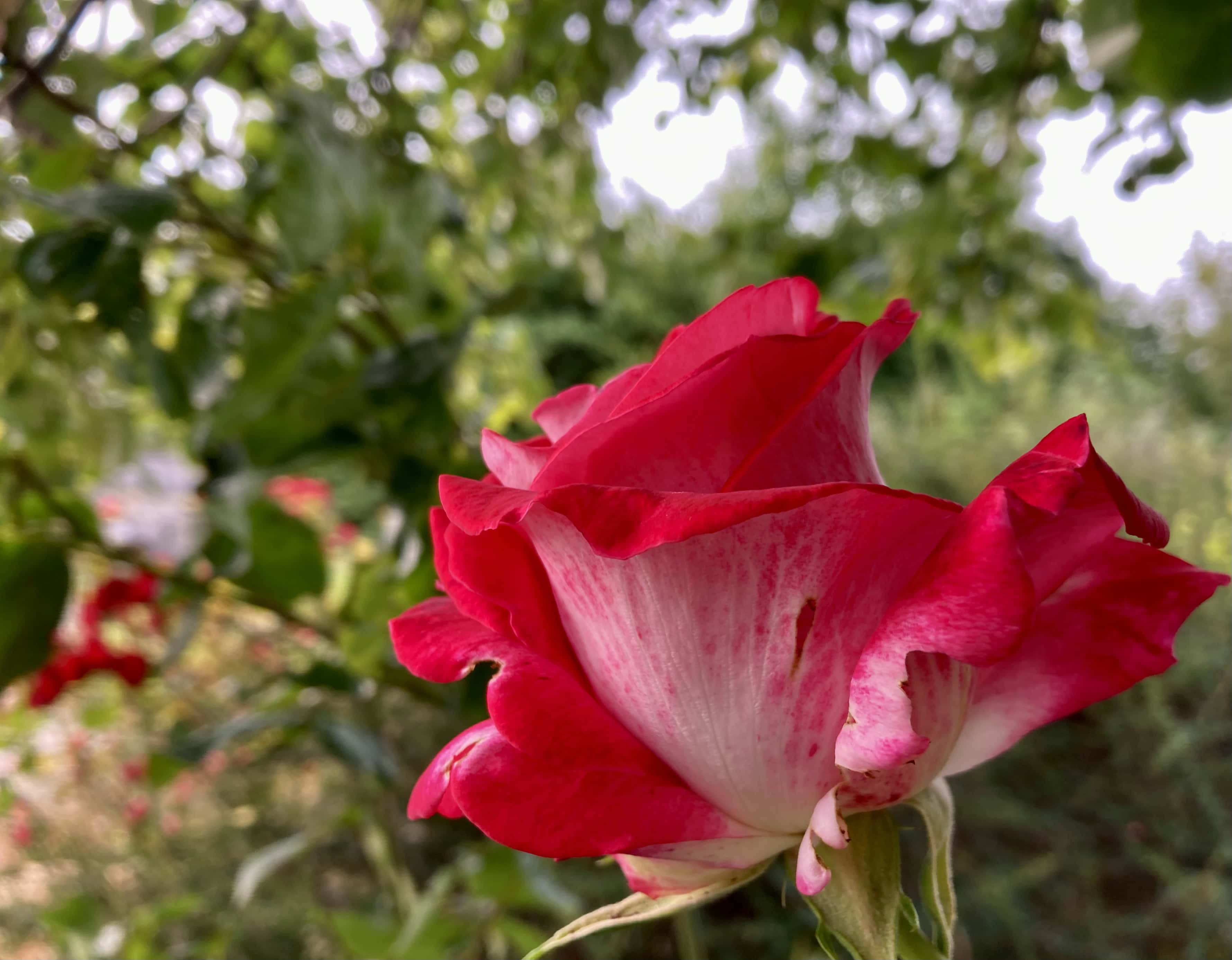 Roses are Red… — Sunday Stills