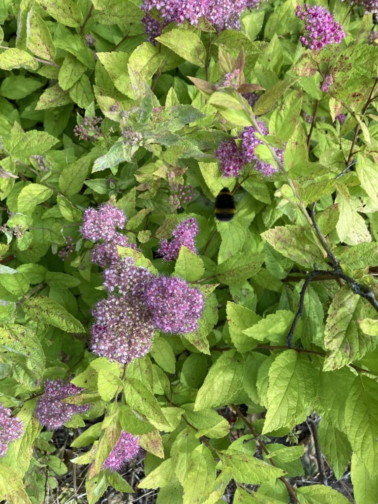 Bee on the move