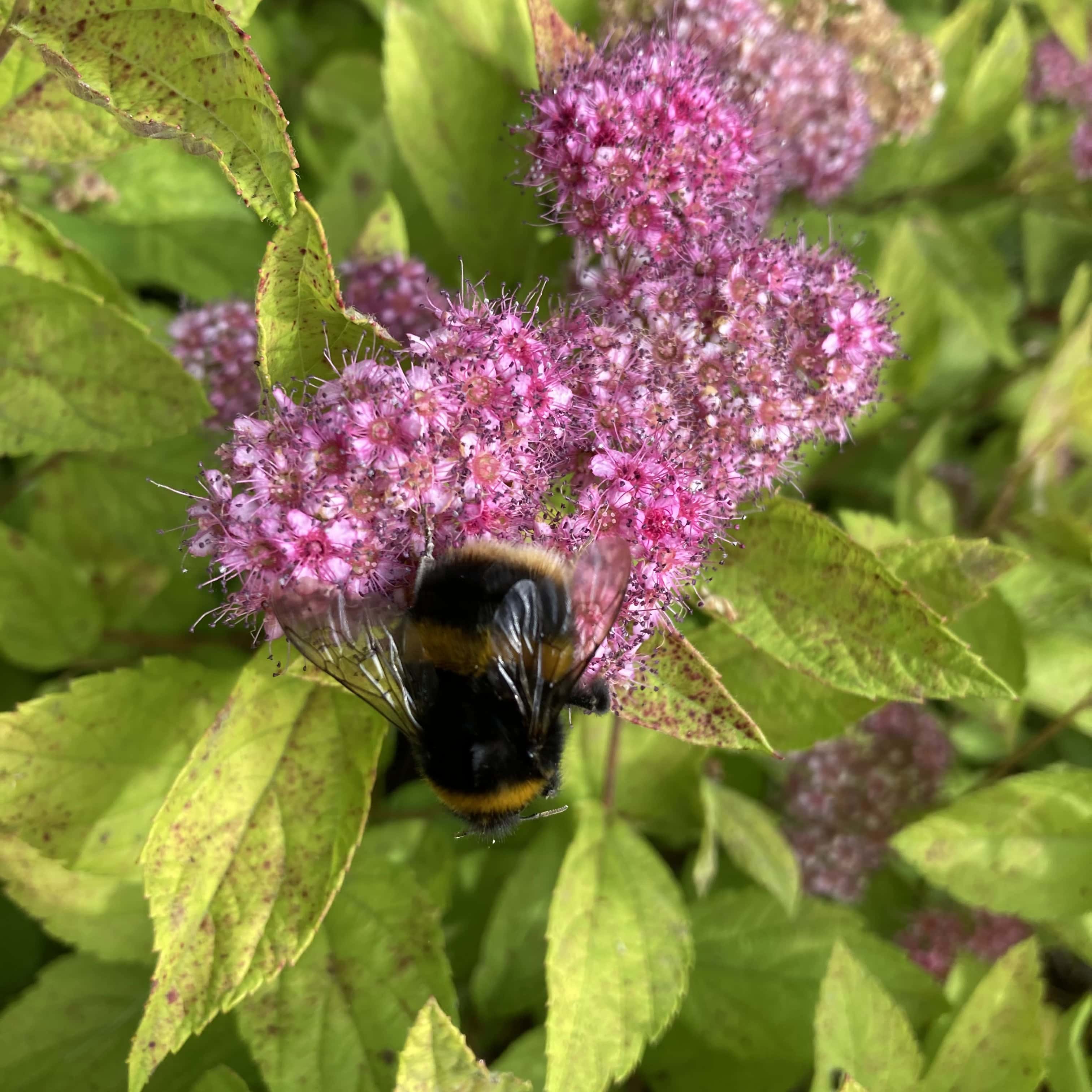 Uncooperative Bee — Cellpic Sunday