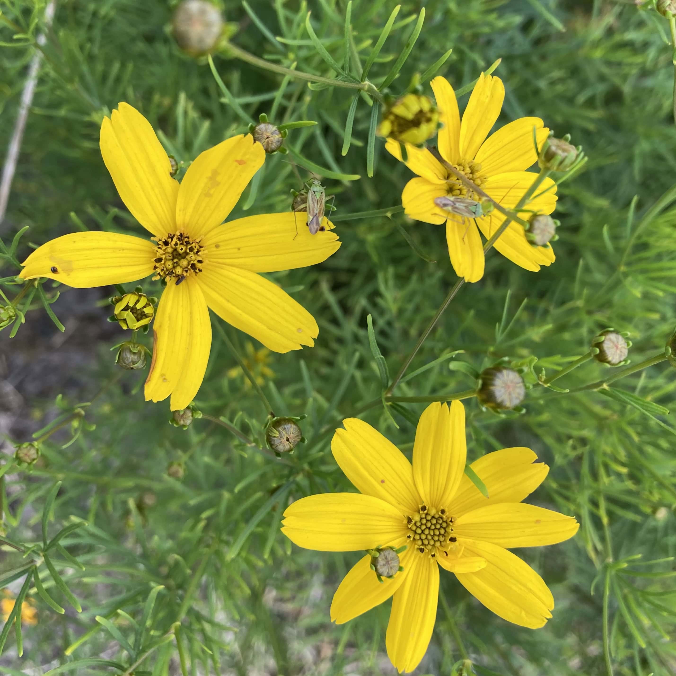Woodland Sunflowers — Thursday Trios