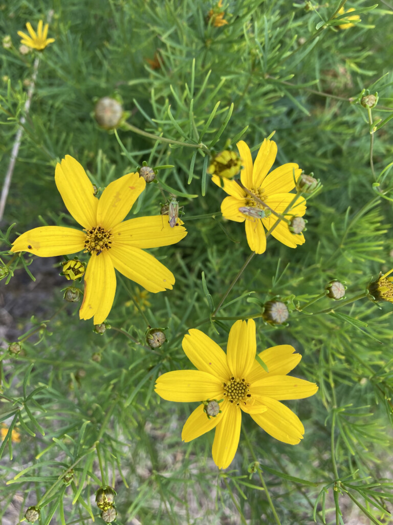 Woodland sunflowers