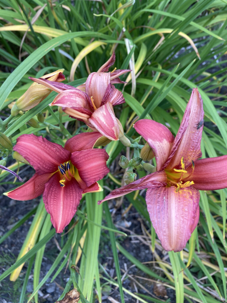 Lilies