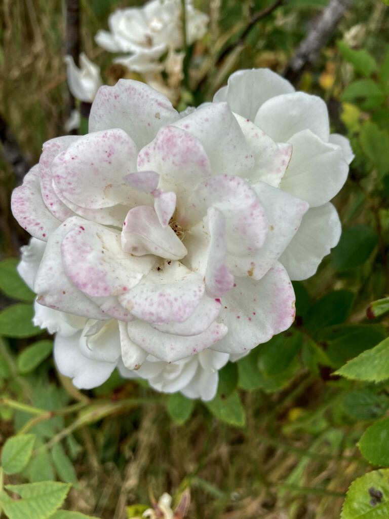 Wild rose