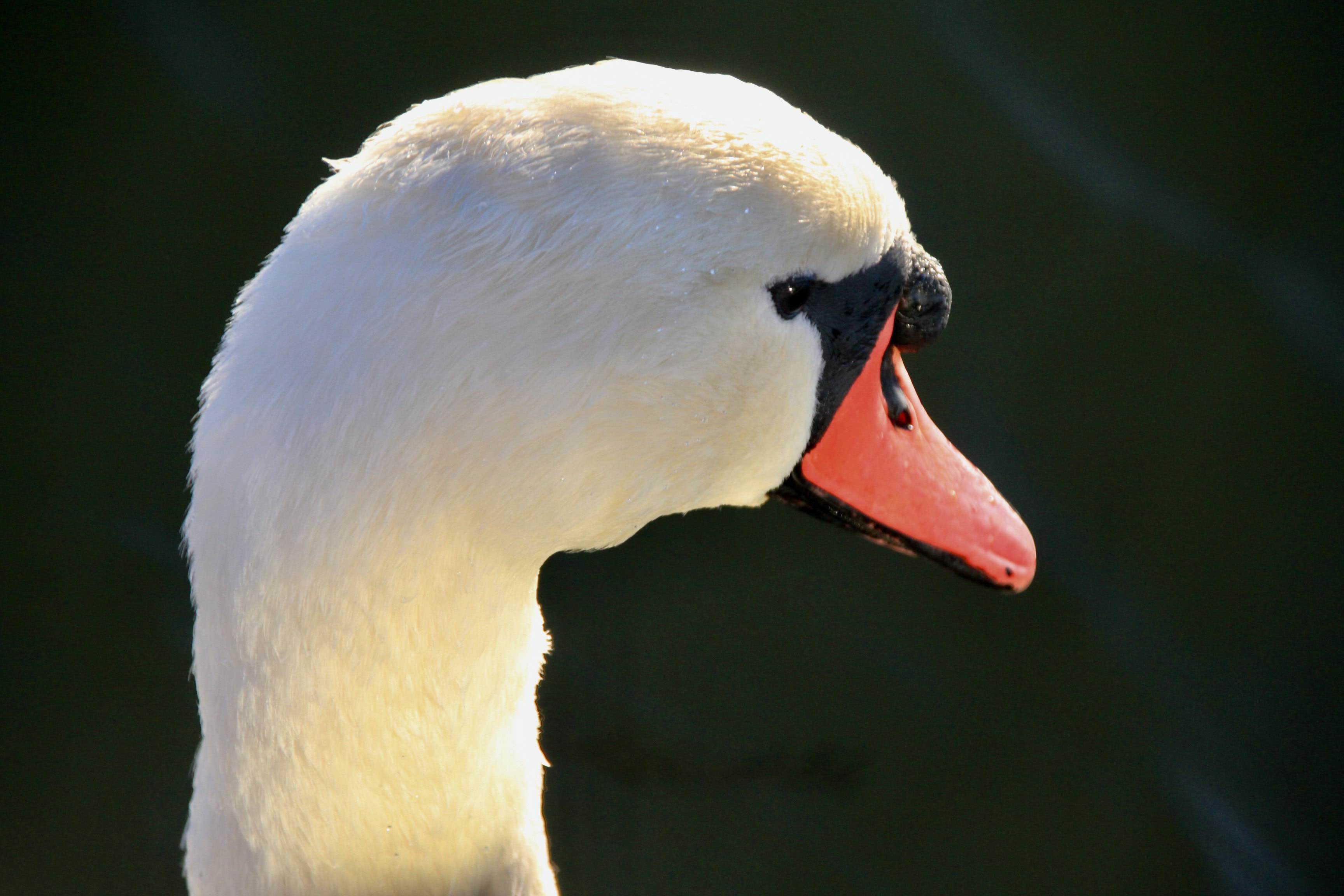 Swan — Monday Portrait Jul 18
